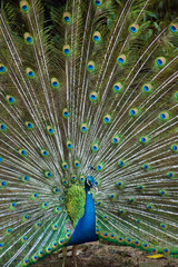 thai peacock