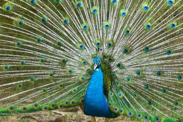 Naklejka premium thai peacock