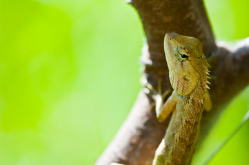 tree lizard ,phuket thailand