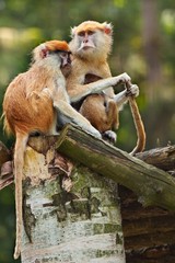 Family of monkeys