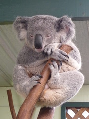 Koalabär