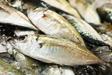 sea product from the adaman sea in local fish market