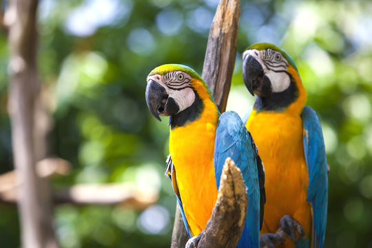 Two blue-and-yellow macaw - ara parrots.