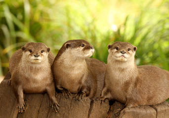 A trio of European Otters on a tree stump