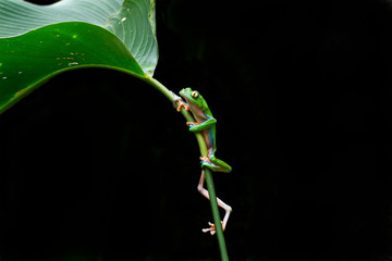 Fototapeta premium A beautiful blue sided leaf frog climbs.