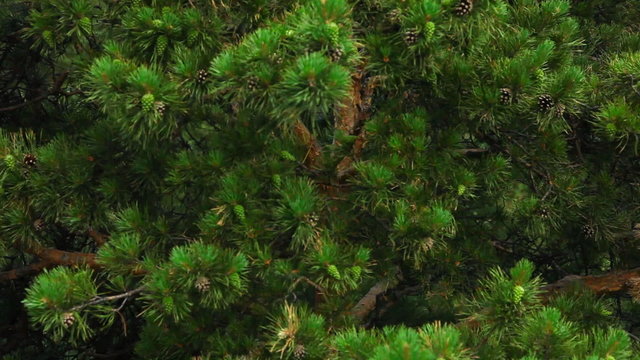 The camera is lowered by the crane along the branches of pine.
