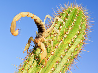 Giant Hairy Scorpion climbing on a Cactus © Deep Desert Photo