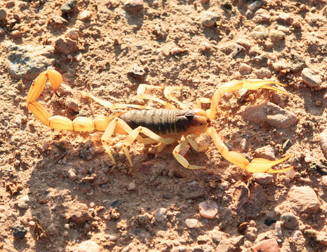 Sunbathing Scorpion