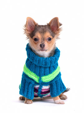 Chihuahua puppy dressed with colorful sweater