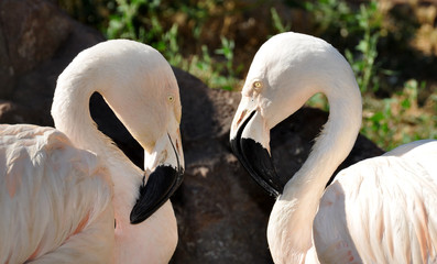 Obraz premium flamants roses