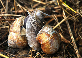Weinbergschnecken q.