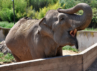 éléphant d'asie zoo