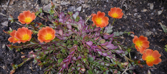 Orangefarbene Blüten