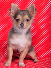Chihuahua puppy against red and white polka-dot background