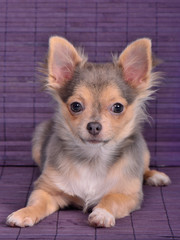 Chihuahua puppy lying against wooden planks background