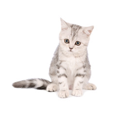 Fototapeta premium Scottish kitten isolated on white background