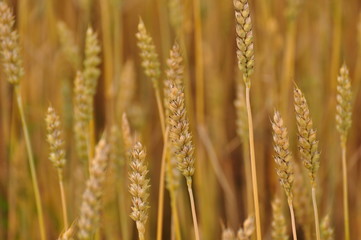 Zboże © Dariusz Pokus