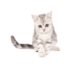 Scottish kitten isolated on white background