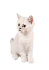 Scottish kitten isolated on white background