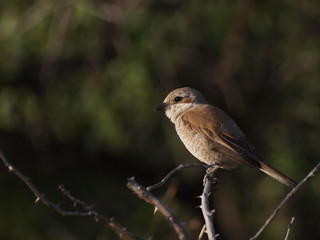 Red backed Shrike, lanius colluri