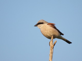 Red backed Shrike, lanius colluri