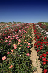 champ de rosiers
