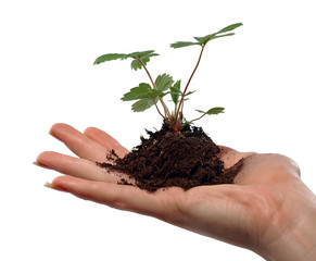Hand Holding Young Plant
