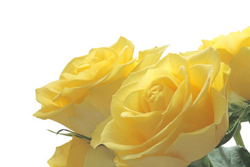 Naklejka premium Bright cheerful yellow roses