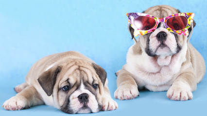 english Bulldog puppy in sunglasses