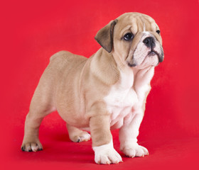 english Bulldog puppy