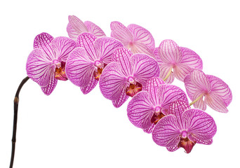 orchid isolated on white background