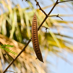 Leucaena leucocephala - plant used as biomass fuel