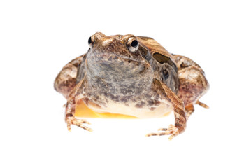 frog