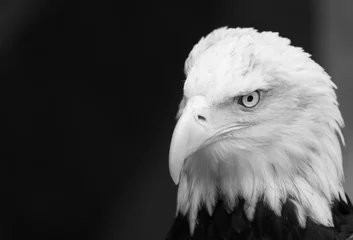 Crédence de cuisine en verre imprimé Aigle Pensive Bald Eagle