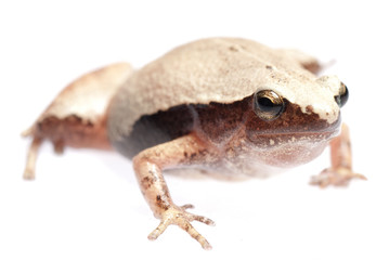 animal amphibian frog