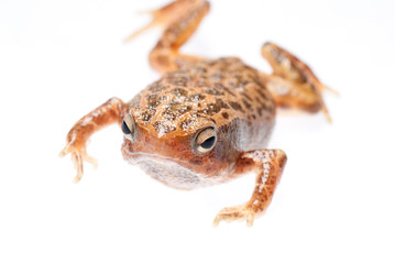 animal amphibian frog