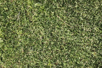 green grass background