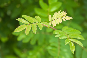 fresh green leaves