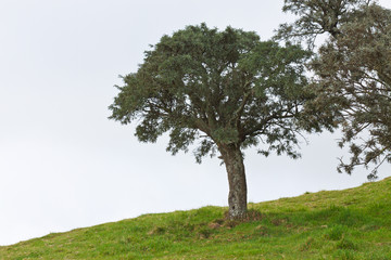 tamarin des hauts, acacia, acacia heterophylla