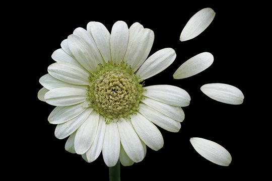 Daisy with falling petals on black background