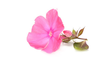Fototapeta na wymiar Różowy Phlox Flower z Bud samodzielnie na białym tle