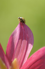 Obraz na płótnie Canvas Yellow ladybug on petal