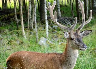 Profile of wild dear