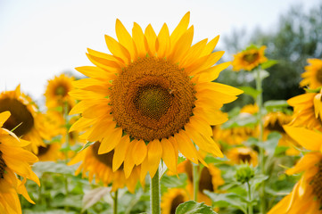 Girasole