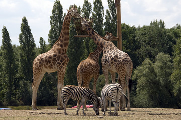 girafe + zebre