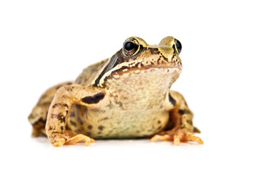 frog