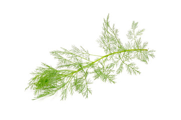 Southernwood (Artemisia Abrotanum) Branch Isolated on White