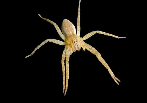 Spider (Pisauridae) 2