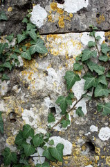 lierre et lichen jaune et blanc sur un mur