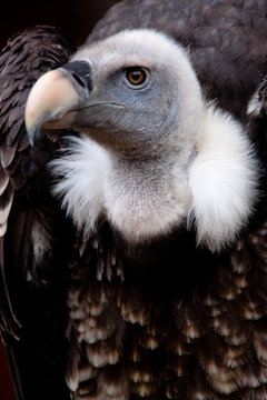 Buitre mirada tierna
